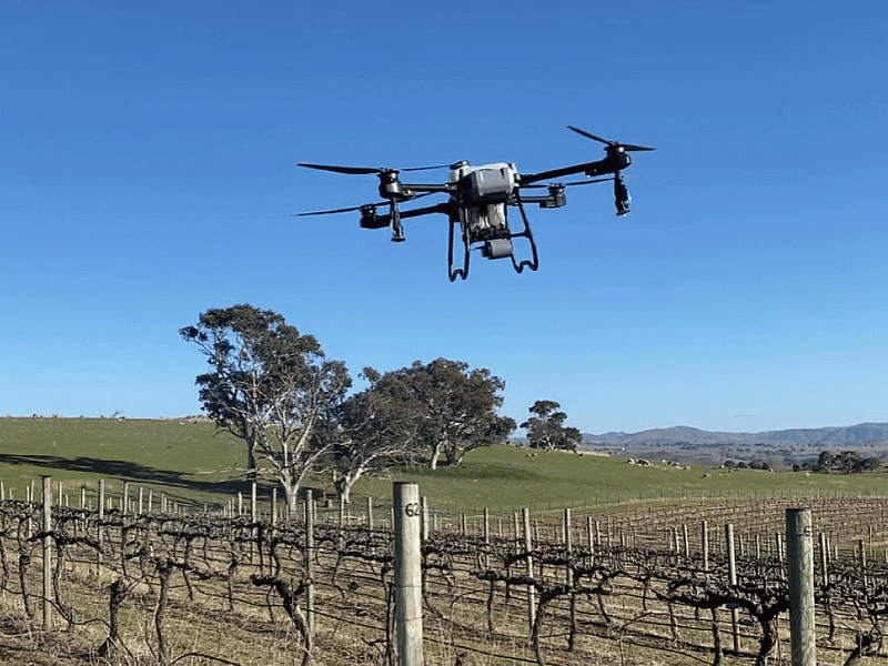 Drone weed management